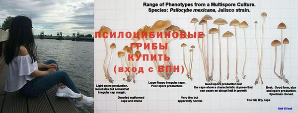 гидра Аркадак